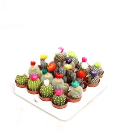 Pack de 20 plantas Cactus Flores artificial, Mix variado cactus con flor, 8-10 cm. Cactus decorativo con flores adorno; fácil de cuidar, ideal para interiores con buena iluminación. Segura Garden.