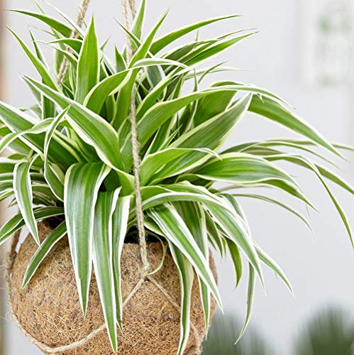 1 PIANTA DI CHLOROPHYTUM COMOSUM VITATUM O NASTRINO VASO 12CM