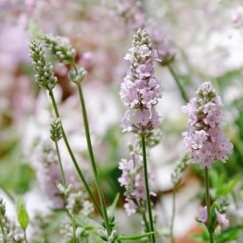 semi di lavanda biologici - giardino resistenti esterno balcone 350pcs