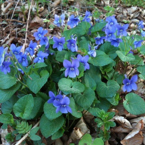 Viola odorata 'Königin Charlotte' 9 cm Topf – Winterhart, Mehrjährig, Pflegeleicht – Duftveilchen – Bodendecker für Garten & Beet