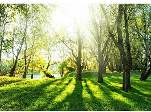Runa Art Papier peint intissé 396 x 280 cm soleil forêt | Toison Décoration Murale Salon Chambre á Coucherr | Fabrication Allemande | vert jaune 9080012a