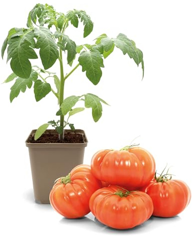FLORTUS Fleischtomatenpflanze Marmande | 1 Pflanze | Tomaten Pflanze für Balkon und Garten | Tomatenpflanze im Topf 9 x 9 cm | Jungpflanze