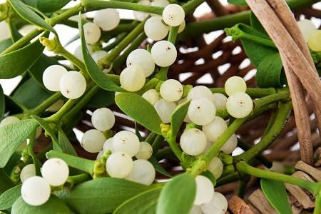 Mistletoe Plant Seeds 50pcs White