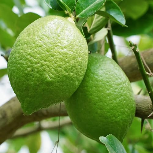semillas de limonero para balcones, para lugares soleados de limonero, balcón resistentes de jardín perennes 125pcs