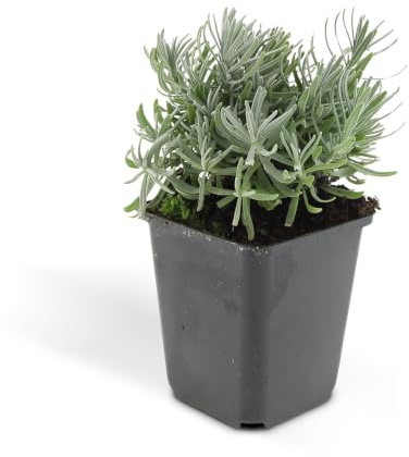 Trendyplants - Lavandula Hidcote, 6 pezzi, lavanda, resistente all'inverno, altezza 10-25 cm, dimensioni vaso Ø 9 cm