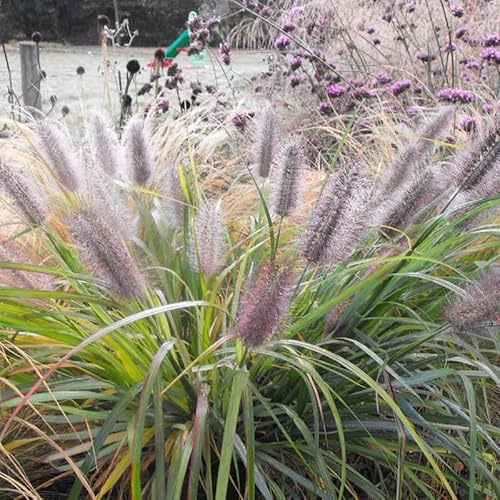 6 x Lampenputzergras Moudry – Pennisetum alopecuroides 'Moudry' – Winterhartes Ziergras mit Blüten im 9x9 cm Topf (5-10 cm Höhe) – Pflegeleicht & Mehrjährig