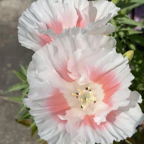 semillas de azalea de verano, perennes azalea verano jardín rocas resistentes para bancales elevados, sombra resistentes 150pcs