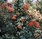 5 Samen von Pyracantha coccinea Feuerdorn SHRUB Seeds