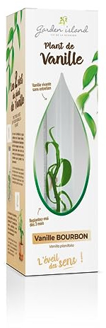 PLANTAS DE vainilla BOURBON IN VITRO
