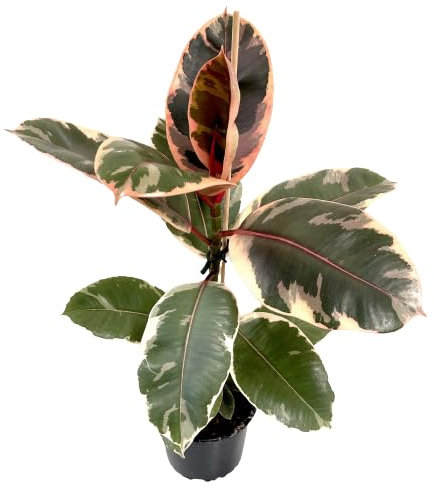 Ficus Elastica Ruby Planta Natural en Rosa Vibrante