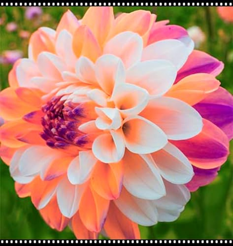 Mehrjährige Blumenzwiebel ist winterhart, Winterhart pflanzen, Blumenzwiebel Mix, Winterhart zwiebeln, Mysteriöse magische Glühbirne-2 Dahlien knollen
