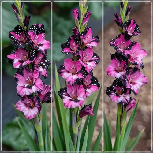 Cormi di Gladiolo – resistenti e tenaci- crescita spettacolare- attirano farfalle e colibrì- eccellenza per il giardino-g-6 rizomi