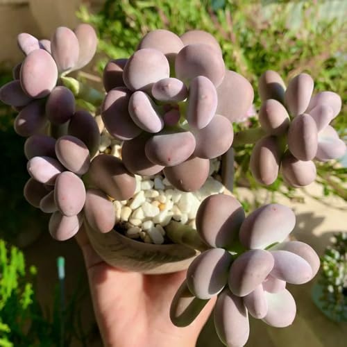 Sukkulenten, kübelpflanzen garten succulent balkonpflanzen winterhart mehrjährig hochbeete 400Samen