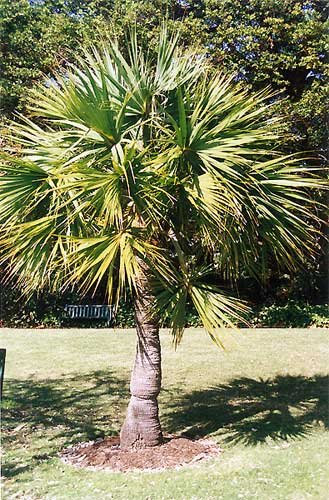 Sabal minor 20 x Samen -Zwergpalmetto- Palmensamen -
