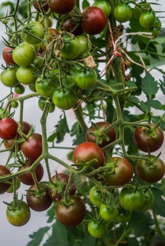 Viridis Hortus - Tomato Garnet - 50 Vegetable/Fruit Seeds