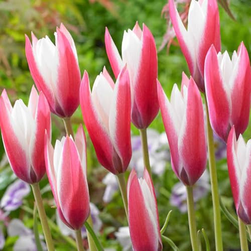10 x Tulipa Miscellaneous Lady Jane – Blooms Open with Sun – Spring Flowering Bulbs – Petite Pink & White Flowers – Perennials – for Your Beautiful Garden