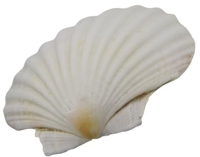 YUPEIUKLI Conchas de Vieira Blancas Grandes para Pintar y Decorar Bodas en la Playa Conchas Marinas Blancas Naturales de 3 a 5 Pulgadas
