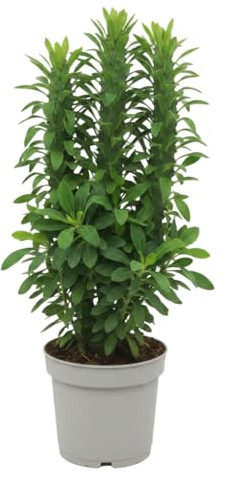 Cactus Catedral Verde Euphorbia Trigona Verde DECOALIVE | Maceta de 12 cm | 25 cm para Piso Moderno