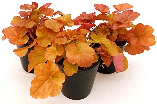 POWERS TO FLOWERS - HEUCHERA ARANCIO 3 PIANTE, piante vere