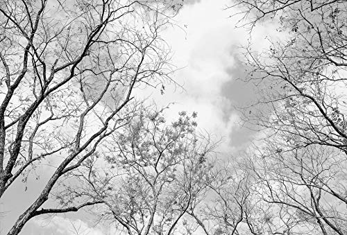 A.S. Création Fototapete - Tapete Winterwald in Grau, Weiß und Schwarz - Wandtapete für verschiedene Räume - Vliestapete Wandbild XXL 384 x 260 cm