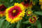 100 semi di gaillarde - Fiori Piante perenni - Semi di contadini riproducibili - Soffitto