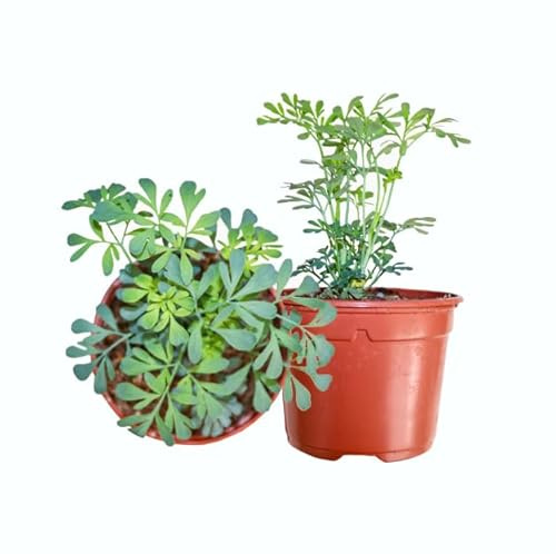 Plantas de Ruda - DECOALIVE Set de 2 Plantas Naturales - Plantas Medicinales