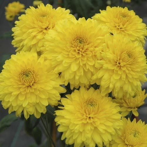 100pieces Mixed Chrysanthemum Flower Seeds