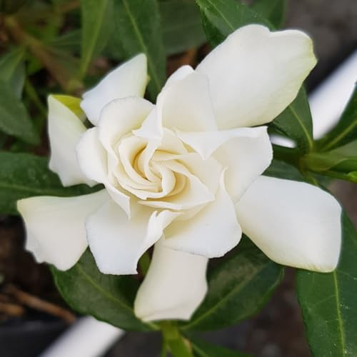 Gardenia jasminoides 'Perfumed Petticoats' / Gardenia rustique à fleurs doubles/Conteneur de 3 à 4 litres/Arbuste parfumé