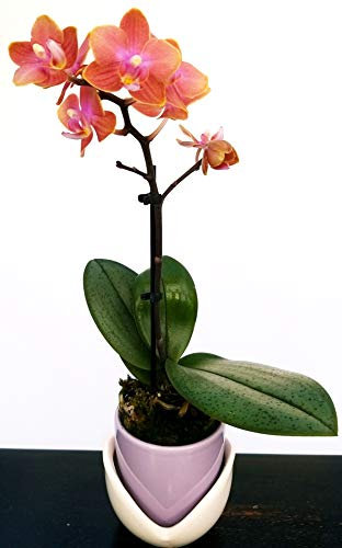 POWERS TO FLOWERS - ORCHIDEA PHALAENOPSIS BONSAI ROSATA IN VASO CERAMICA AZZURRO SFERICO, Pianta Vera