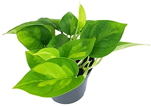 Fangblatt - Epipremnum pinnatum 'Global Green' im Ø 12 cm Topf - anmutige Efeutute - Zimmerpflanze zum Hängen