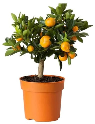 Calamondín Natural Árbol Frutal del Naranjo enano