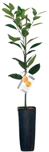 Naranjo Vivo Árbol Natural que Alegra tu Hogar con su Producción Frutal