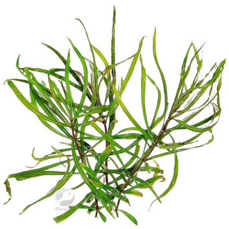 FLORATICA Pogostemon Quadrifolius 'Octopus'' Live Aquarium Plants Tropical Fish Tank Shrimp Safe Snail Free (6)