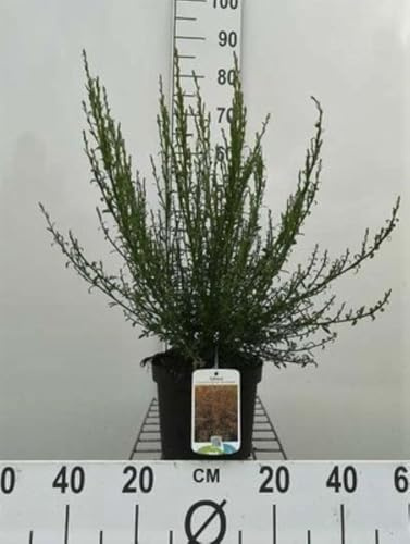 Cytisus (s) 'Burkwoodii' - Ginster 40-60 cm Container