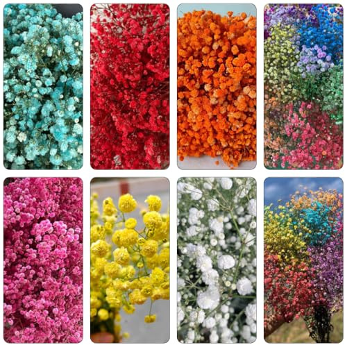 schleierkraut kräutersamen gartenkräuter herbstpflanzen winterhart blühend biosaatgut wildblumen balkonblumen gartensamen mehrjährige stauden blumengarten schnittblumen zimmerbonsai 1000samen