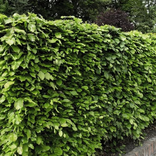 Green Beech Hedge Plants - Fagus Sylvatica for Privacy Screens, Security Hedges, & Garden Landscaping - Trough-Grown for Instant Impact - 24x 2 Litre Potted Plants by Thompson & Morgan