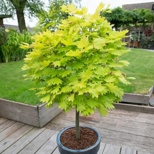 YouGarden - Japanese Maple Tree, Acer Shirasawanum 'Jordan' in a 3L Pot 40-50cm Tall - Established Garden Plants Ready to Plant Out