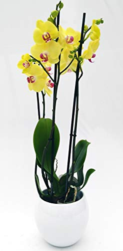 POWERS TO FLOWERS - ORCHIDEA PHALAENOPSIS GIALLA IN VASO CERAMICA BIANCO SFERICO, 3 STELI VASO 13CM, Pianta Vera