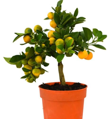 Fruit Citrus Orange (Citrus sinensis) Fruiting Bush Fragrant Indoor Fruit Plant for Year-Round Harvesting - 1x 16cm Potted Plant by Thompson and Morgan