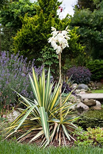 Yucca filamentosa 'Color Guard' 30-40 cm – Winterhart, Immergrün, Pflegeleicht – Palmlilie – Zierpflanze für Beet & Kübel