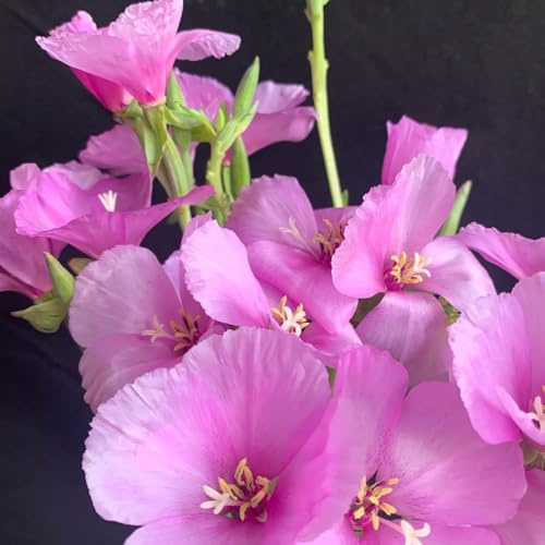 Semi di azalea estiva, resistenti per il giardino semi di d'appartamento decorazione da giardino per esterni vecchie varietà 350pcs