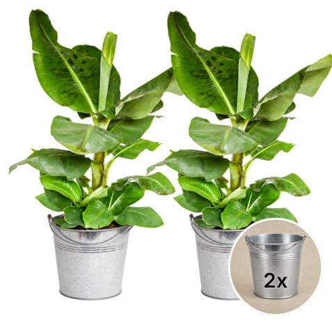 Bananenpflanze + 2x Zinktopf | 2er-Set | Musa | ca. 40-50 cm | ø 12-15cm Topf | Pflegeleichte Zimmerpflanzen für Wohnung und Büro | Qualität vom Pflanzen Profi | Ideale Raumbegrünung