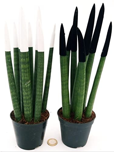 POWERS TO FLOWERS - SANSEVERIA CILINDRICA COLOR LIFE BIANCO e NERA, Altezza 25/30cm, piante vere