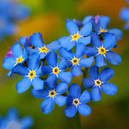Oce180anYLVUK Graines De Myosotis Sylvatica, Fleurs, Graines D'herbe, 50 Pcs/Sac Graines De Myosotis Sylvatica à Haute Germination Planter