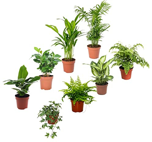 DECOALIVE Set Plantas Verdes I: Musa Tropicana, Coffea Arabica, Dypsis Lutescens, Chamaedorea Elegans, Hiedra, Helecho Común, Dieffenbachia y Helecho Cabello de Venus