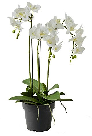 Künstliche Orchidee im Topf - Dekoration Kunstorchidee - Weiße Blüten & Grüne Knospen - Naturgetreue & Hochwertige Phalaenopsis / Dekoorchidee - Höhe: 70cm - Topfpflanze / Dekopflanze