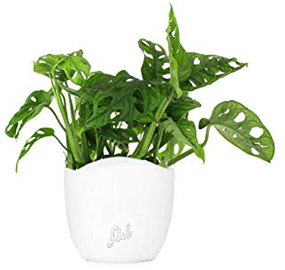 Filodendro pianta vera, Monstera Obliqua o Monkey Leaf | Vaso artigianale FLOB Ø 14 | Altezza 30-35 cm| Flob flower Bianco Onda