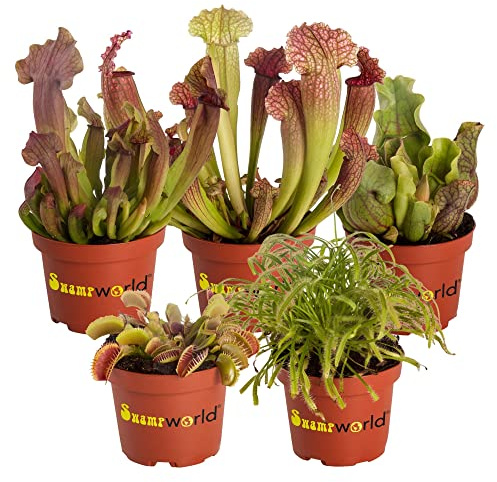 Vdvelde․com - 5x Fleischfressende Pflanzen Set - Venusfliegenfalle, Sarracenia & Sonnentau - Karnivoren gegen Insekten - Ø 9 cm - pflegeleicht - Zimmerpflanzen ohne Chemie