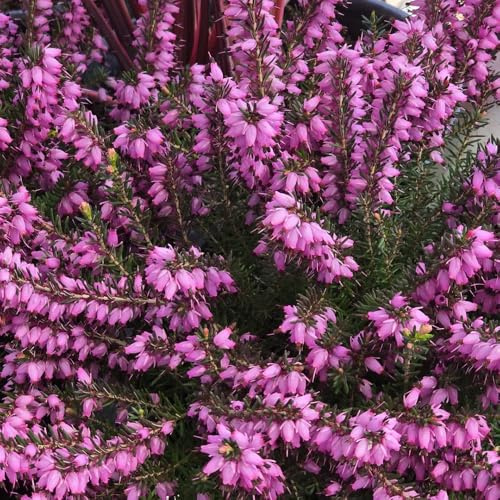 Heidekraut, winterharte für balkon steingartenpflanzen winterhart schmetterlingswiese blumenwiese gartendeko für draußen wildblumensamen 200Samen