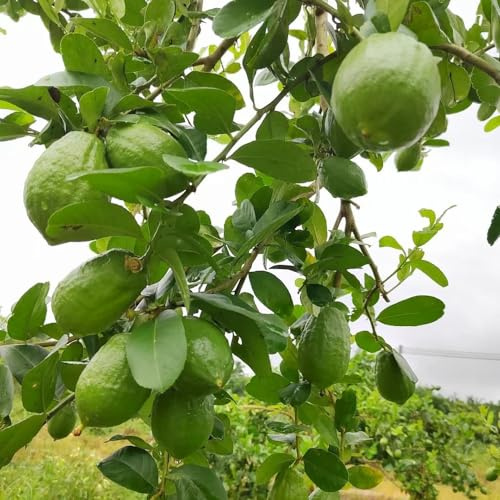 semi di limone, vecchie varietà comprare da frutto da frutto nani, resistenti semi di esotico balcone colonnari raro serre balcone colonnare frutteto 30pcs